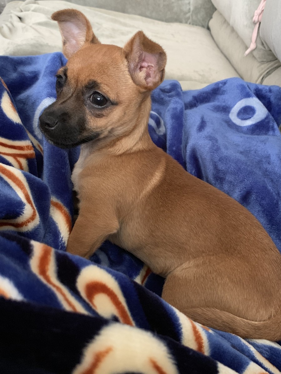 Mydogluvsme_'s tweet photo. Just a size- smaller than average, but surrounded by oversized ears and an overabundance of love. Please meet my Chiweenie. https://t.co/HBRrx199Hs