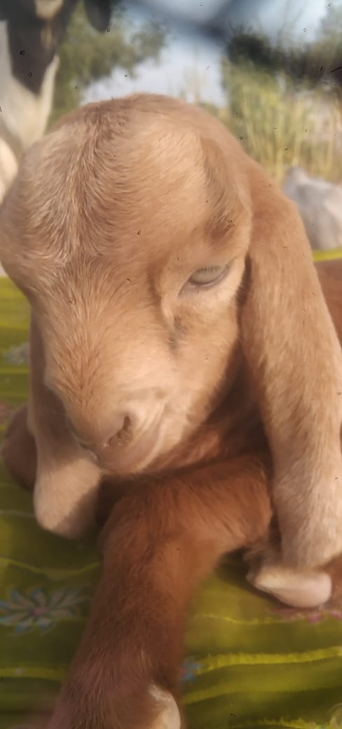 Surendr32780045's tweet photo. #GOAT_34Mviews https://t.co/mndBDs38gN