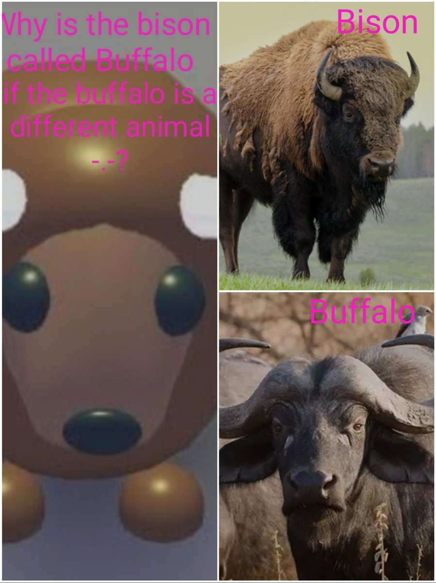 Things I don't understand in Adopt Me:
-,-

#adoptme