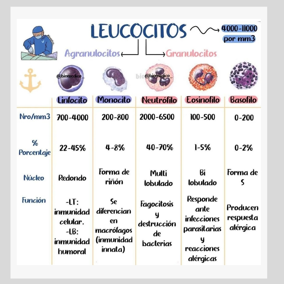 Los #leucocitos, o #glóbulosblancos, son componentes fundamentales del #sistemainmunológico
.
Infografía #full_medicine
.
#formacionsanitaria #cursosacreditados #cursosonline #formacionacreditada
