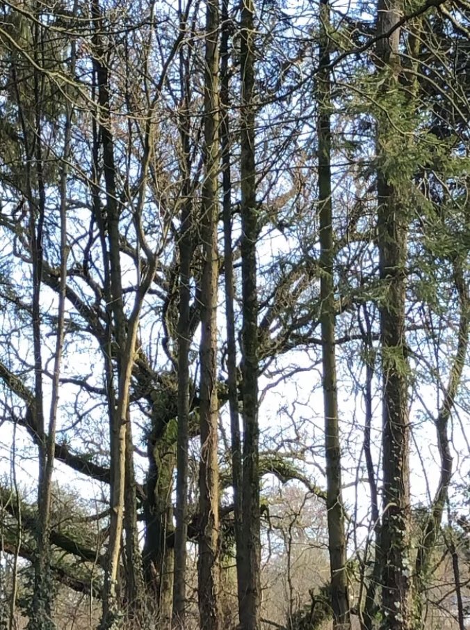 A crisp, fresh start to the week. My aim - get all of last week’s jobs finished. I love bank holidays but they have a knock on effect. Happy Monday.