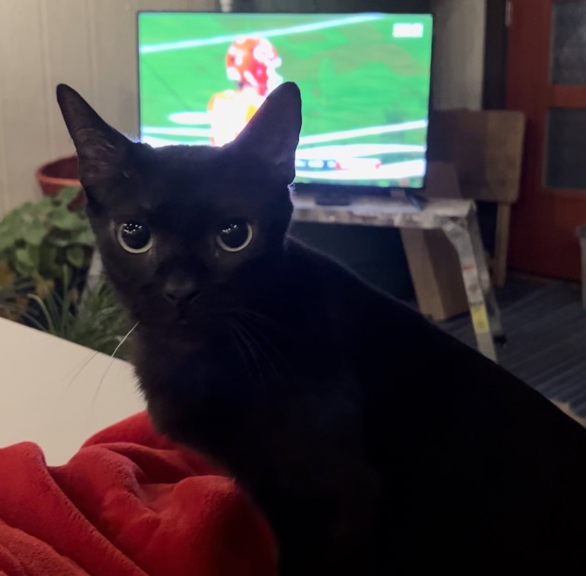Since the Jaguars didn’t go to the Super Bowl, I decided to make the most of it by watching for Taylor Swift moments during the game. 🏈 I was not disappointed. #SuperBowlSunday #catsoftheday #SuperBowl