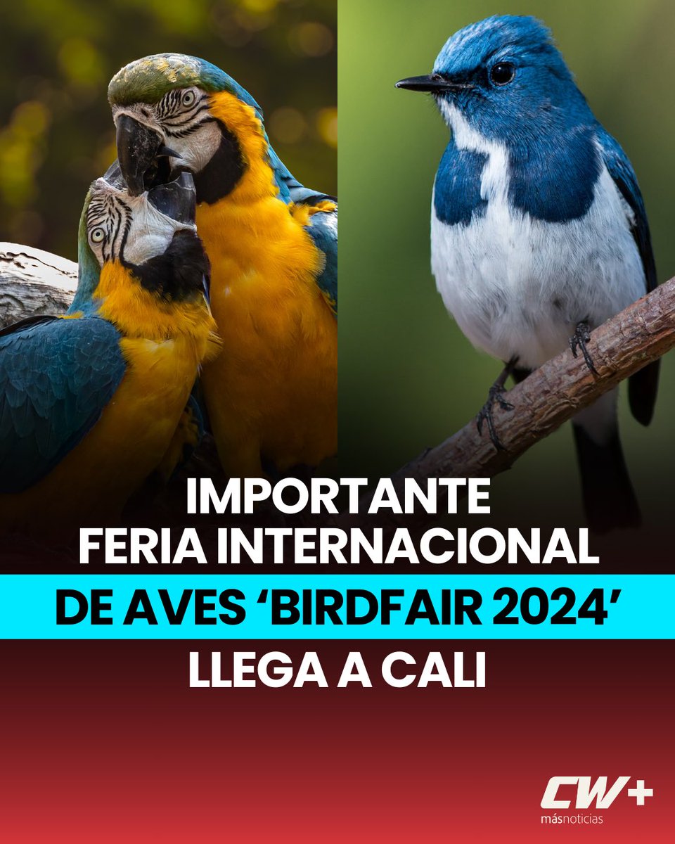 CALI | Del 14 al 18 de febrero se llevará a cabo la Feria Internacional de las Aves en Cali ‘Colombia Birdfair 2024’. 

Este, es el evento de aves más importante de Sudamérica y tendrá su sede oficial en el Zoológico de Cali y otros sitios alternos en diferentes puntos de la