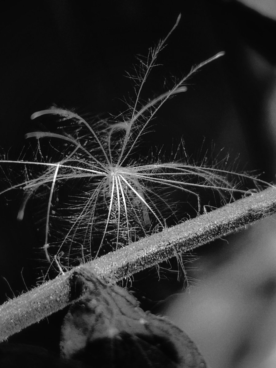 Gm, friends! 

Have a great day/week! 🖤🤍

#MonochromeMonday #MacroMonday #bnwphotography #ThePhotoHour #MacroHour #ShotOnSnapdragon #withGalaxy #SnapdragonCovers #nature