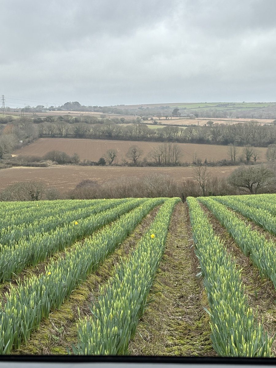 14 of us including 9 next generation members descended to Cornwall this week to visit our daffodil customers📷 🌼 grampiangrowers.co.uk/next-generatio…