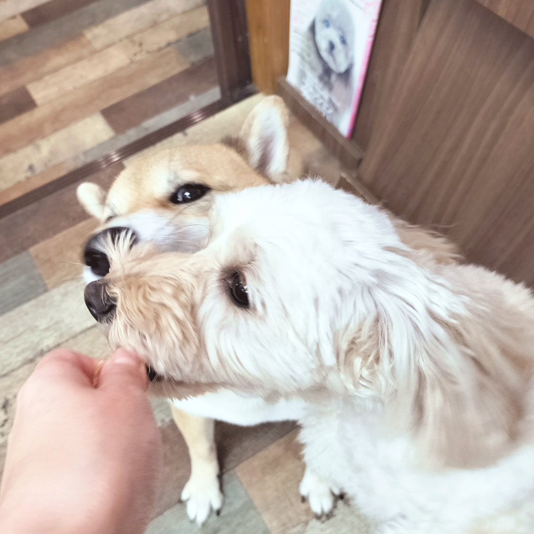 chamomi_wanwan's tweet photo. おやつ強奪極悪マルプー、
犯行の様子！🦆

#今日のかもみ #マルプー #ミックス犬 https://t.co/Gw4jDrYPb4