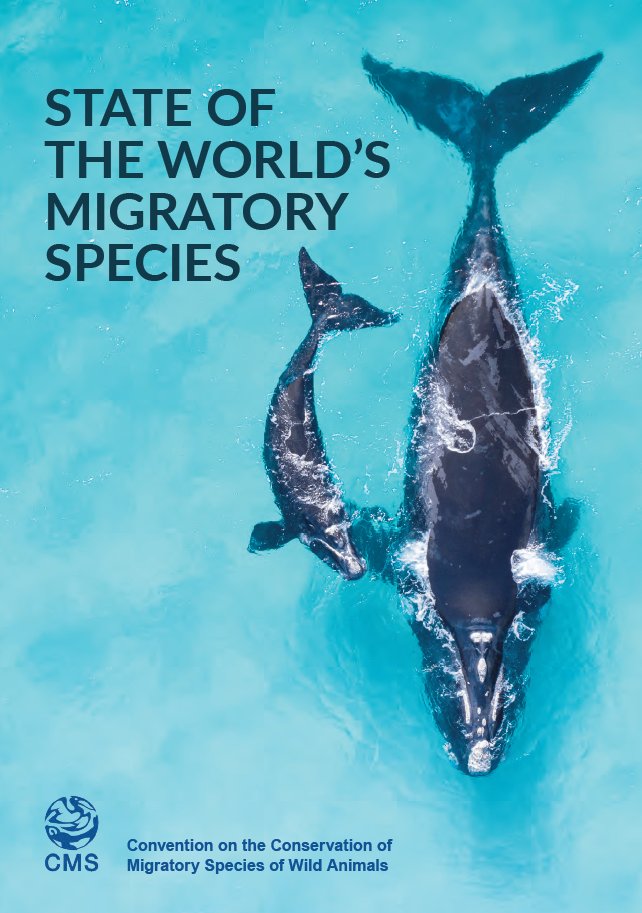 📢BREAKING:  

Landmark UN report reveals shocking state of wildlife: the world’s #migratoryspecies of animals are in decline, and the global extinction risk is increasing.  

The CMS report launches now at #CMSCOP14:

➡️ cms.int/en/news/landma…