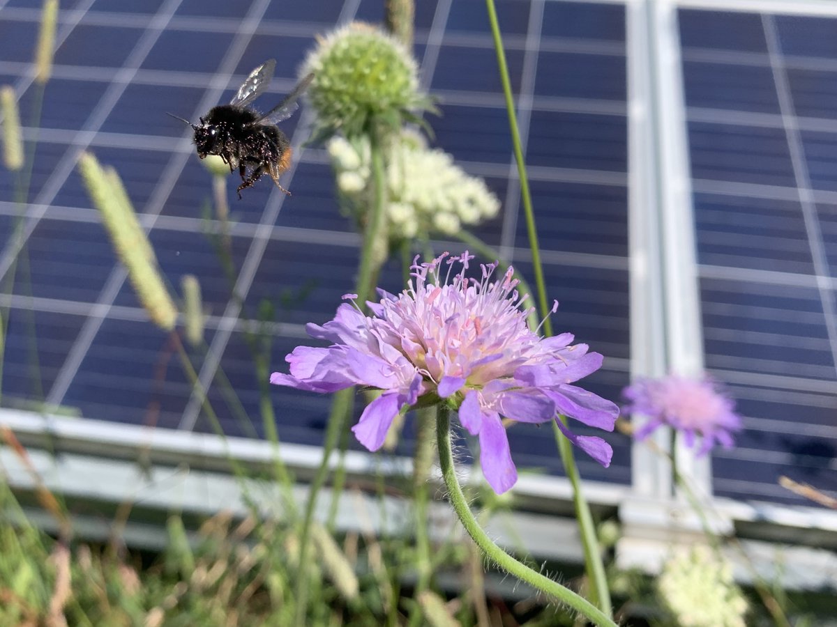 ☀🔋 Both on-site resources & landscape characteristics impact insect #pollinators at #solar parks – management should focus on maximising floral resources within these parks to best support pollinator groups @AlonaArmstrong Find out more: besjournals.onlinelibrary.wiley.com/doi/full/10.10…