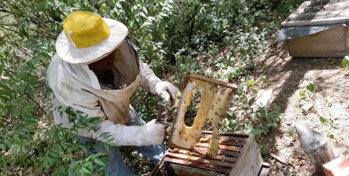 ArgenFao's tweet photo. As one of the top 5 🌏's biggest exporters of natural 🍯, 🇦🇷 is committed to fostering ♻️ beekeeping models. Experts of @intaargentina recommend good practices to ⬇️ the impact of heat stress in the context of ⬆️ temperatures. 🐝🐝 are critical for food security &amp; biodiversity. https://t.co/oECrk5YStw