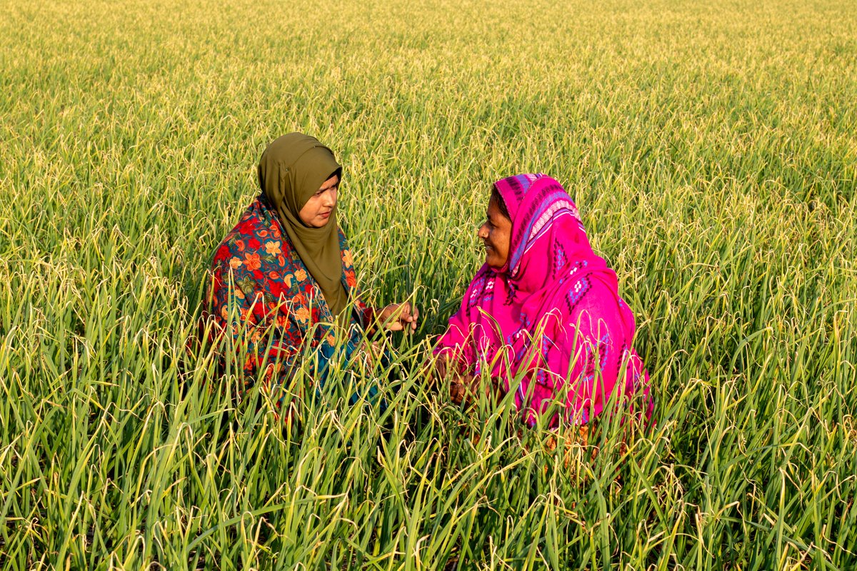 C_SUCSeS's tweet image. Zero tillage garlic, a CSA technology of #CSUCSeS Project, has gained widespread popularity in Pabna, Bangladesh. After the T- Aman rice crop is harvested, garlic is planted in fields with existing moisture, eliminating the need for additional cultivation.