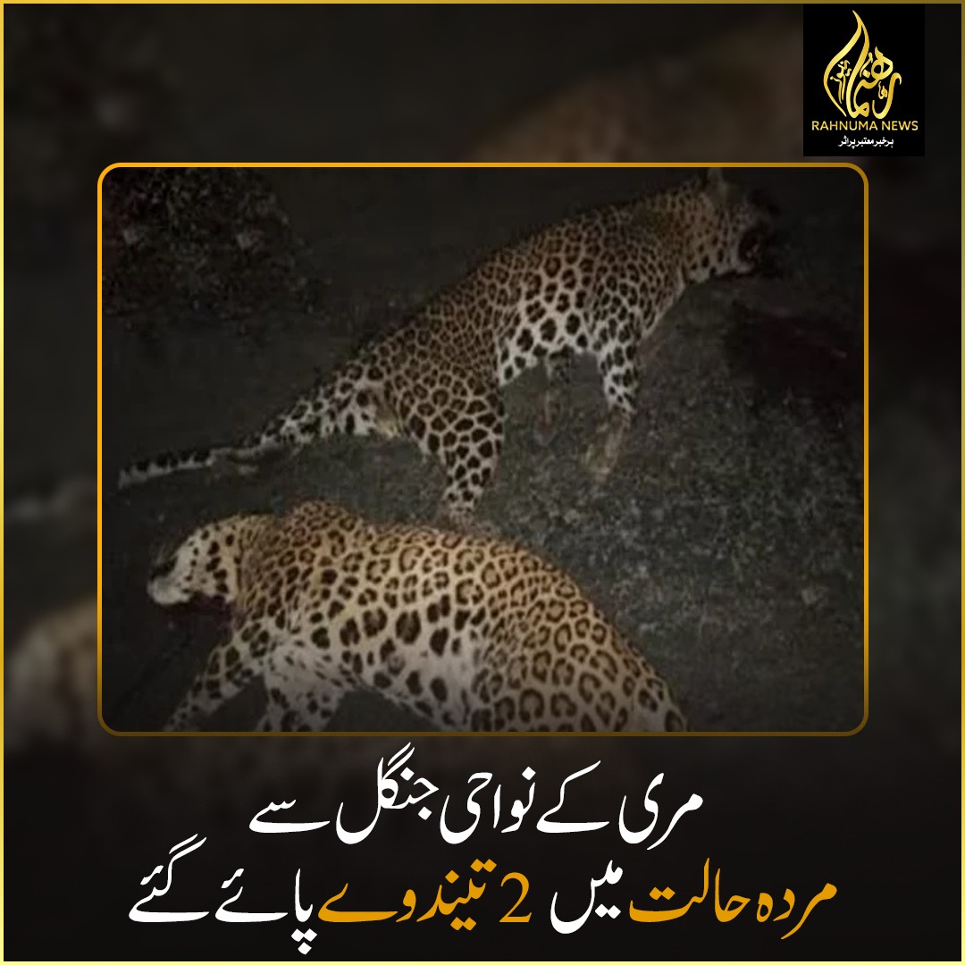 2 leopards were found dead in the forest near Murree
مری کے نواحی جنگل سے مردہ حالت میں 2 تیندوے پائے گئے
👉facebook.com/photo/?fbid=26…
#WildlifeLoss #ConservationConcern #LeopardTragedy #ProtectWildlife #EndangeredSpecies #rahnumanews