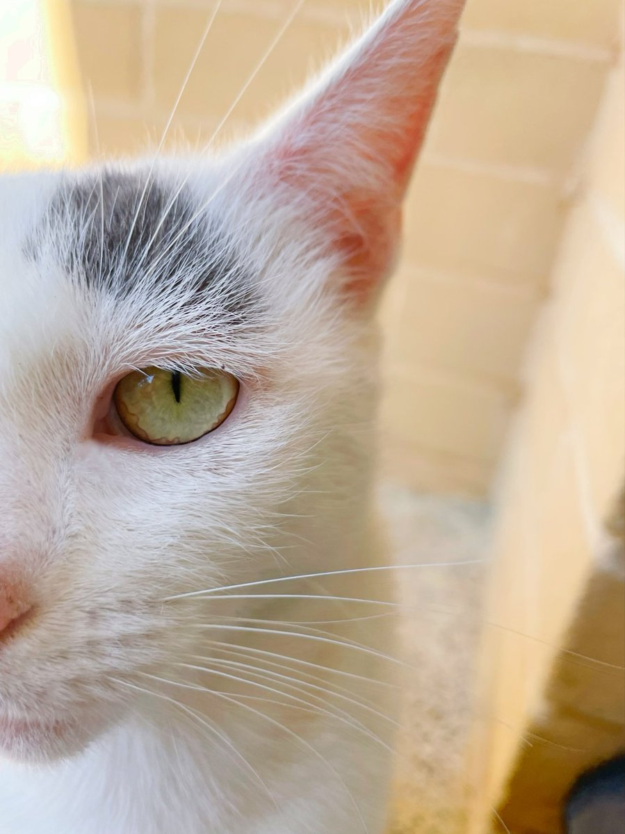 half_straycat's tweet photo. Why was my meal late today? 🔪🔥😾💢
#Eyepower #Threat #Silentanger #cat #catlife #halfstraycat #whitecat #lovelycat #pawpads #cattastic #catoftheday https://t.co/lg5KAjvAQs