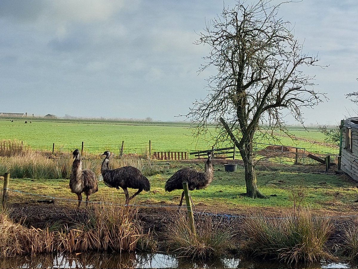 Maarten Molenaar tweet media