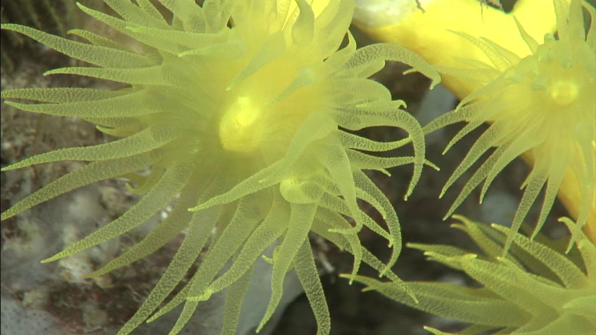 Un equipo científico del #IEO estudia los arrecifes de profundidad de Tenerife y La Gomera.

A bordo del Ramón Margalef, han evaluado su presencia, abundancia y estado de conservación en fondos marinos entre 100 y 1000 m. 

➡️ bit.ly/49tKV0F
