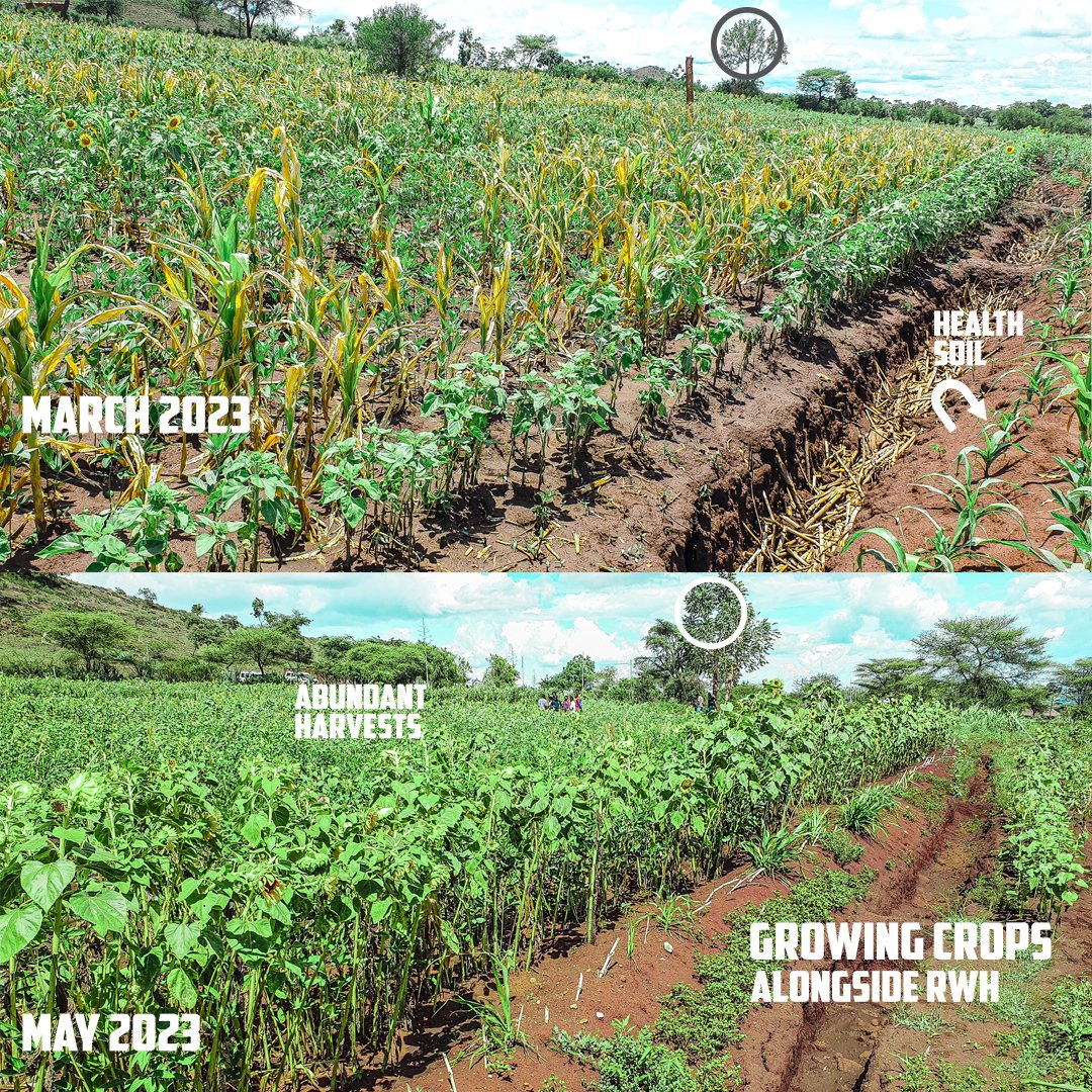 Mviwama_2021's tweet photo. #FromtheFarm Did you know that cultivating crops using the #FanyaJuuFanyachini method can significantly increase yields, conserve vital water resources, and improve soil health? This is the secret to abundant harvests while conserving water resources @TriasEastAfrica @justdiggit https://t.co/jWMPY2kRWg