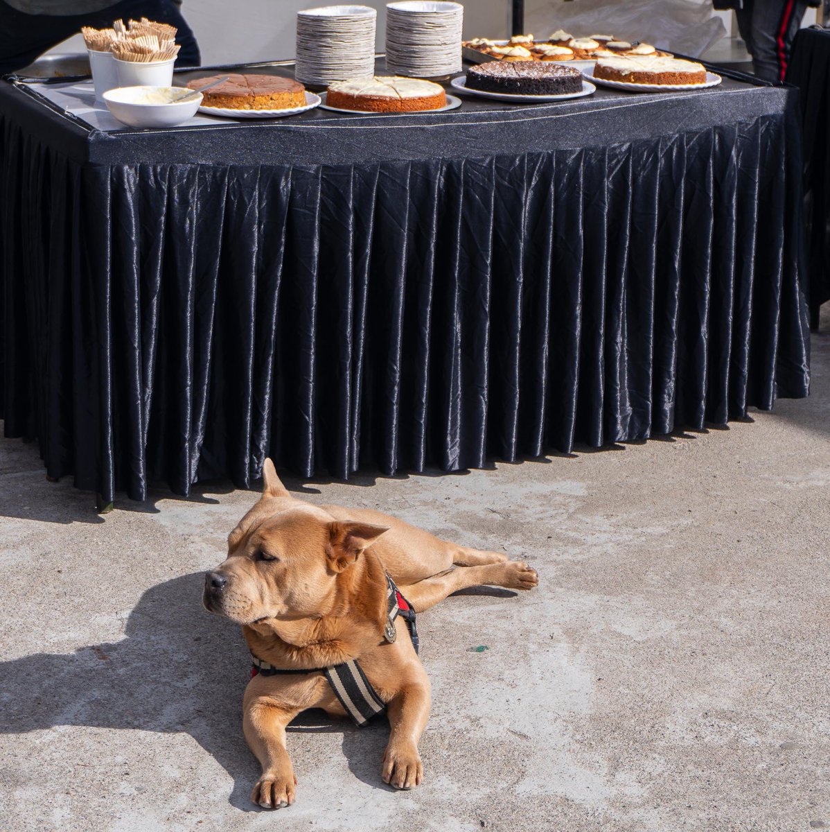 bobbydevito's tweet photo. Juniper Cafe, one of my favorite places in town for coffee, we’re onsite today to provide the coffee and the goodies. And Lucy was there as well to guard the desserts 🧁
#dhasa
#losar
#junipercafe https://t.co/duL71OPgCR