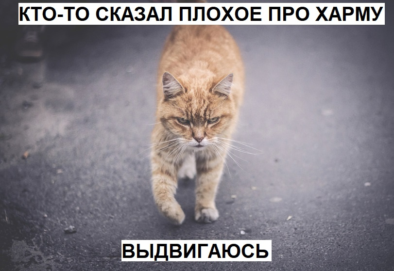 krokocoin's tweet photo. #NFTs #Zealy #Memes #HareCrypta #HareCryptaFun https://t.co/bcrgWSTKqP
