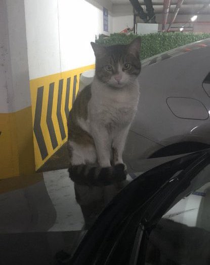 Küçücük yavru bir kedi 6 dakika boyunca dövülerek öldürüldü .  Nefes alan bir candı sizler gibi . Kedi olduğu için susuyorsunuz öyle mi ? Nasıl acı çekmiştir hissedemiyorsunuz değil mi ? Candı o Can #ibrahimkeloğlantutuklansın