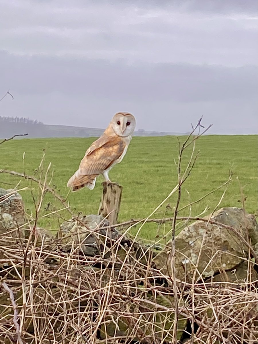 ElizaJScott1's tweet photo. Morning😊Happy Monday! Had to share these photos I managed to take of this beautiful barn owl over the weekend. Mr S was thrilled as they're his favourite creature! So wonderful to observe it watching us🦉🌿🦉 https://t.co/LEWuQmMDwG