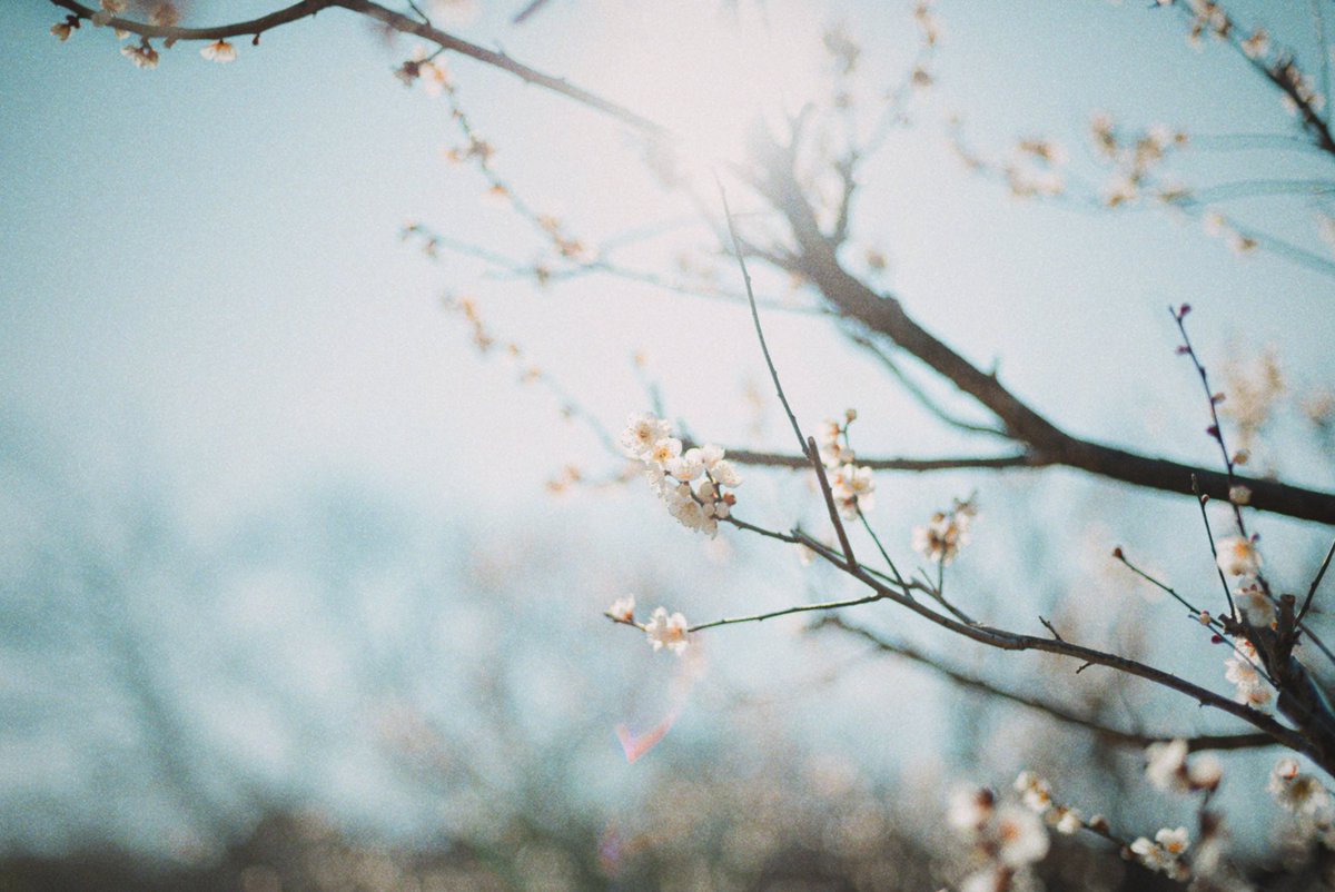 pt__ts's tweet photo. Plum blossom. https://t.co/eRX40lmyGZ