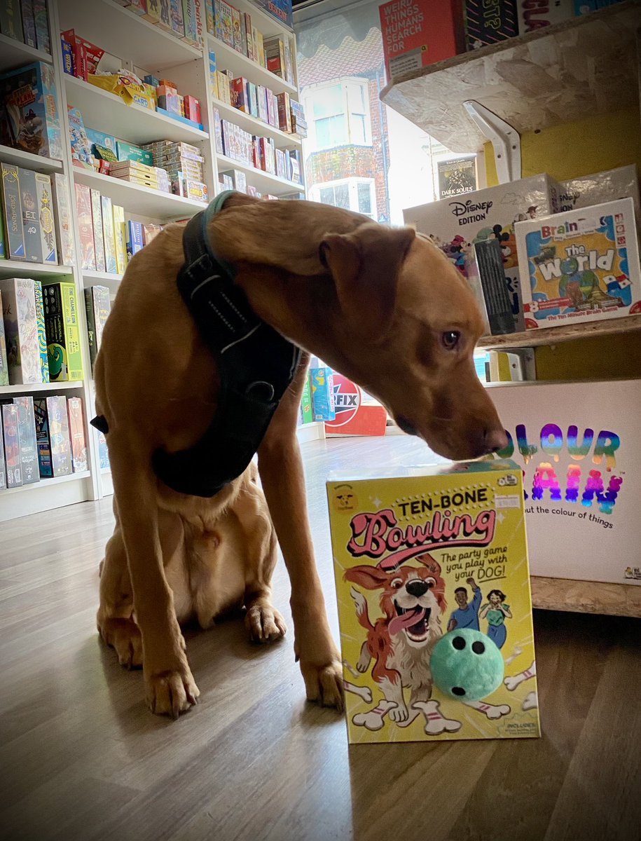 New Ten Bone Bowling has certainly grabbed Gizmos attention. Get one here mightylancergames.co.uk/collections/al… #dog #familyGame #gamesForDogs #games @bigpotatogames