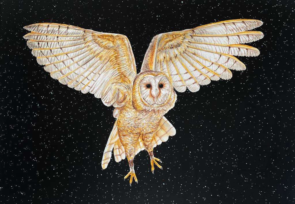 @davids_999 Short-eared Owls Musselburgh, sons pen and ink of a Long-eared Owl done when he was young and grandsons drawing of a  Barn Owl #Owl