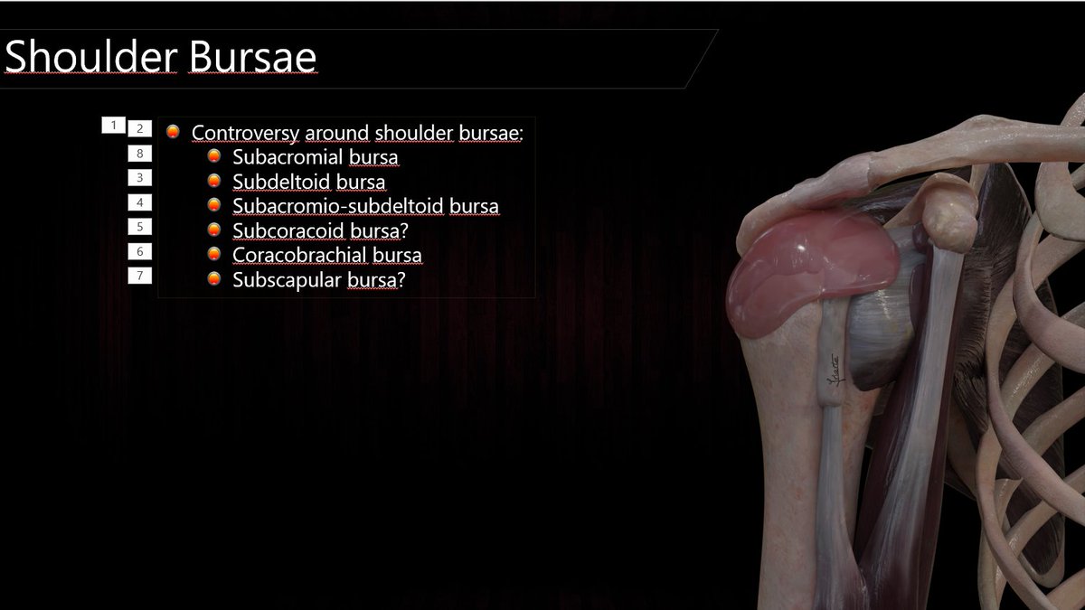 Working hard on my new tutorial 'Anatomy and US of the shoulder' for mskfreak.com Understand shoulder bursae is quite difficult. How many real bursae are there?