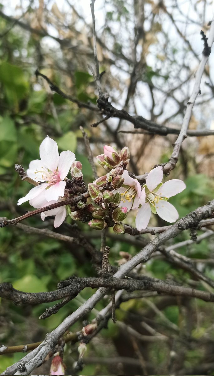 Badem çiçeği umudun simgesiymiş 😊 Antalya 'da açmaya başlamış ☺️