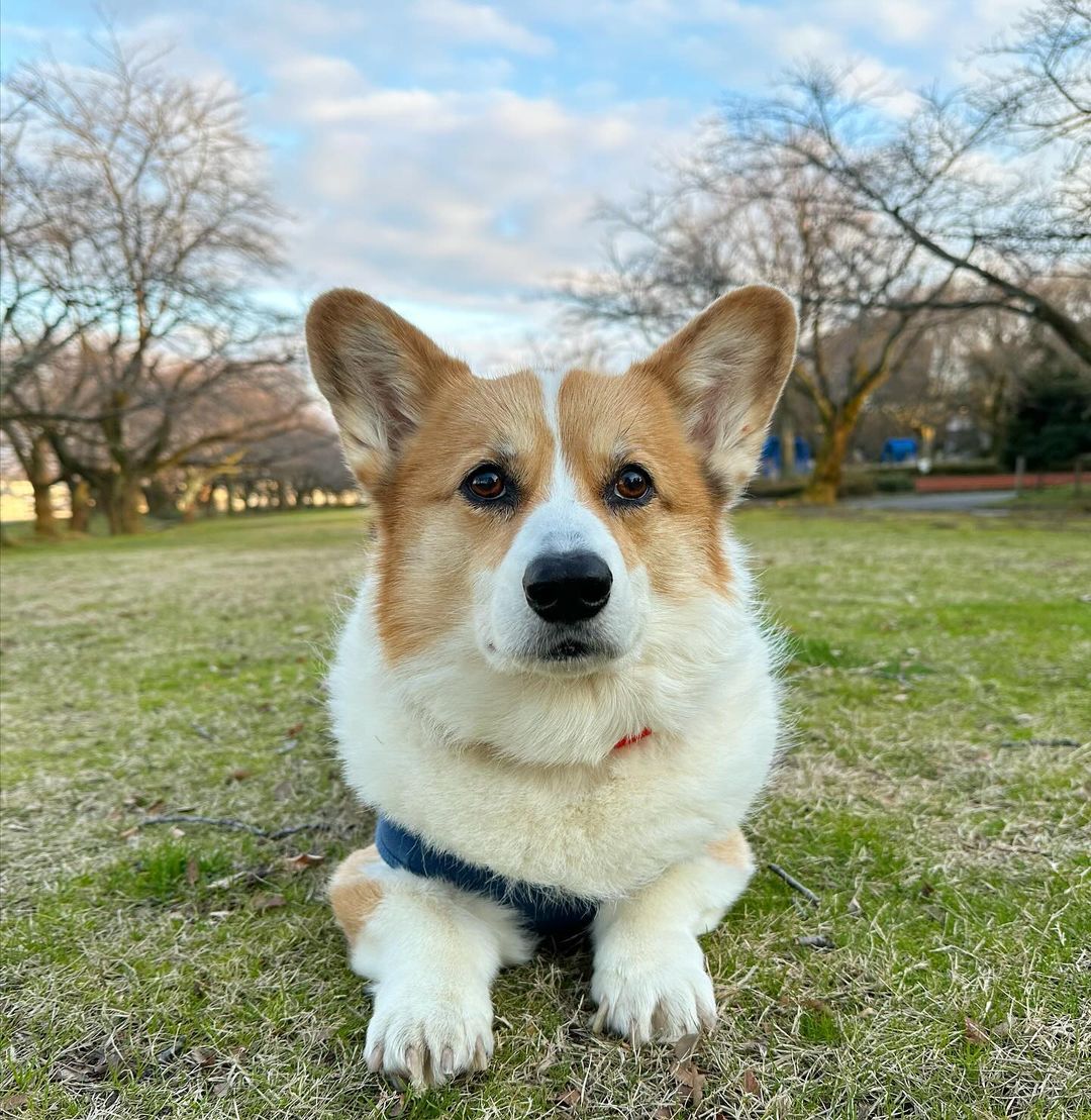Corgi lovers community (@corgi_loverss) / Posts / X