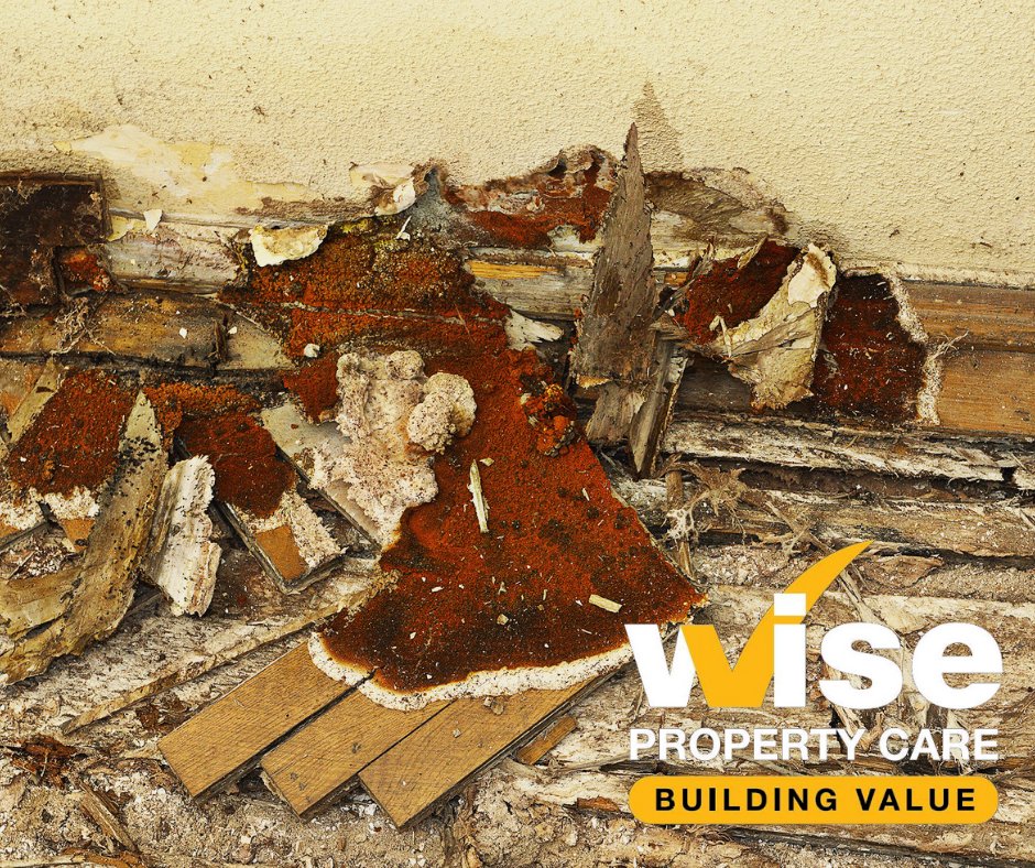 wisepc's tweet photo. It's important to treat dry rot as early as possible, due to the potential structural damage it can cause. If you're worried about a potential dry rot issue, a professional survey will put your mind at ease:
https://t.co/23fEcshshI #propertycare https://t.co/lSPqqLsRm7