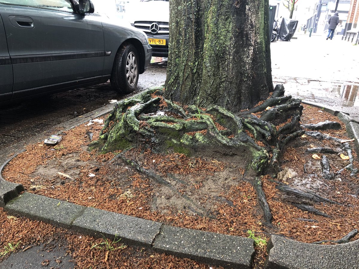 Een #boom zit soms ook met zichzelf in de knoop…