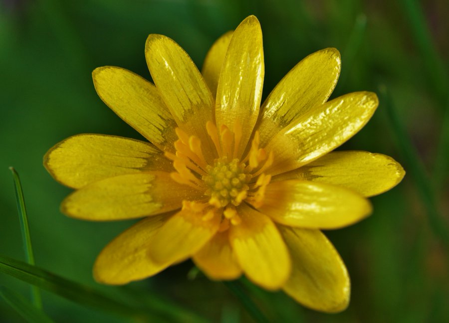BioDataCentre's tweet photo. Lesser Celandine is one of our #SpringFlowersProject species and already has over 100 records submitted through Ireland's Citizen Science Portal.
If you see this species, why not submit your record here: https://t.co/XJ0UaMTEGH https://t.co/c5kBXhAcsv