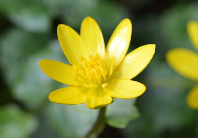 BioDataCentre's tweet photo. Lesser Celandine is one of our #SpringFlowersProject species and already has over 100 records submitted through Ireland's Citizen Science Portal.
If you see this species, why not submit your record here: https://t.co/XJ0UaMTEGH https://t.co/c5kBXhAcsv