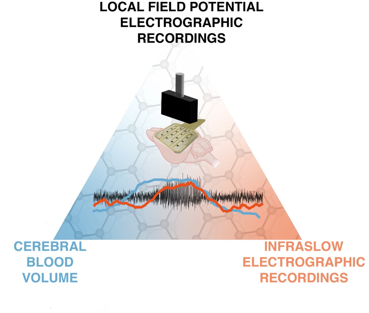 #EpilepsyDay. Interested in seizure transition mechanisms? Preictal blood flow changes and infraslow oscillations detected using #graphene based probes. Collaborative project @GrapheneEU. Published in @nanoscale_rsc @InstVisionParis @icn2nano @imb_cnm @EpilepsyInst