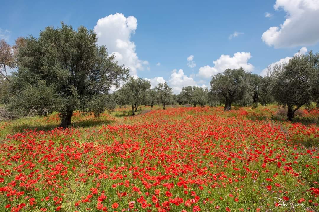 Blueyonetwo's tweet photo. Olive grove with poppies/ How pretty is that?!/Credit to the photographer, Pavlos Nacouzi/ #CyprusFlora/ Sanirim #Kormacit civarlarinda bir zeytinlik..Kirmizi cicekliler yabani laleler,yanilmiyorsam..Beynimin bir kosesinde 'gelincik' kelimesi sakli,bilmem artik! #Kibris https://t.co/FTHUS8Teec