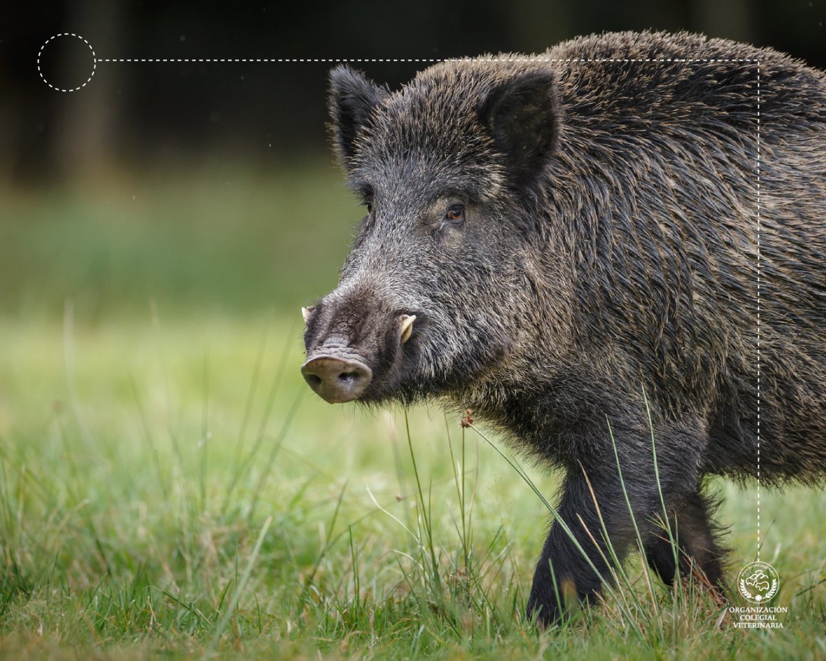 OCV España tweet media