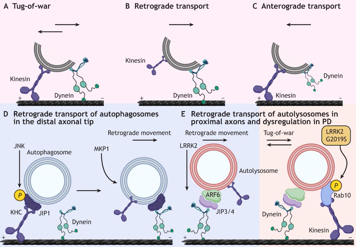 J Cell Science (@j_cell_sci) on Twitter photo In their Review, <a href="/NambiarAkshaya/">Akshaya Nambiar</a> and <a href="/RaviManjithaya/">Ravi Manjithaya</a> <a href="/AL_JNCASR/">Autophagy Lab JNCASR</a> <a href="/jncasr/">JNCASR Bangalore</a> discuss the role of molecular motors in autophagic flux and the impact of their dysregulation in disease.
journals.biologists.com/jcs/article/13β¦ In their Review, <a href="/NambiarAkshaya/">Akshaya Nambiar</a> and <a href="/RaviManjithaya/">Ravi Manjithaya</a> <a href="/AL_JNCASR/">Autophagy Lab JNCASR</a> <a href="/jncasr/">JNCASR Bangalore</a> discuss the role of molecular motors in autophagic flux and the impact of their dysregulation in disease.
journals.biologists.com/jcs/article/13β¦
