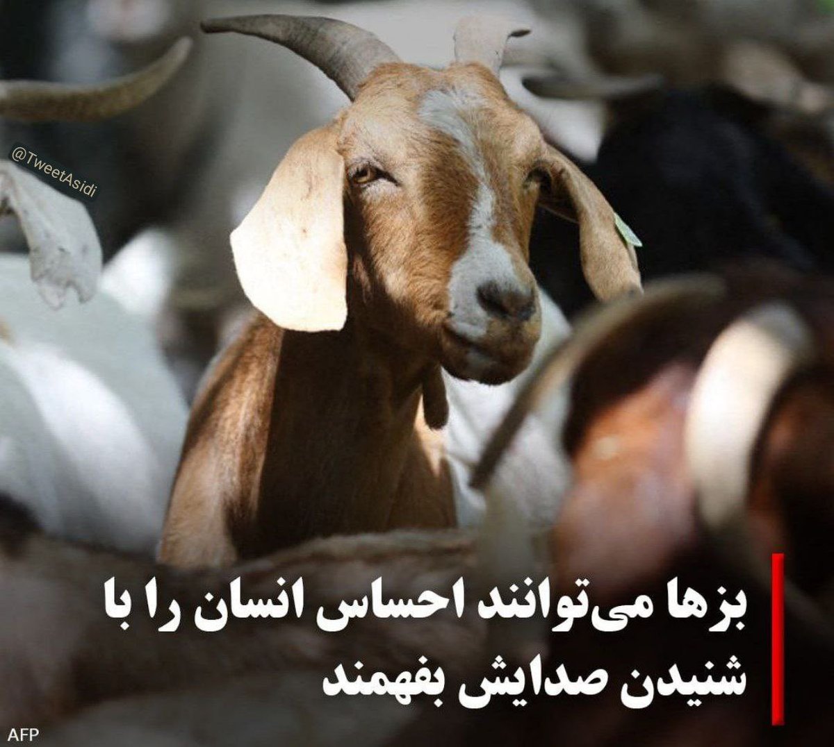 Amir134175's tweet photo. حتی بز هم احساس منو میفهمه ولی تو نه ! https://t.co/1RN2jbaYmt