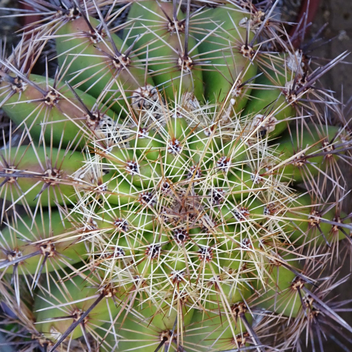 spread_her_wing's tweet photo. ubiquity
#TCCPatterns #irlphotography #tccphotography #TheCapturedCollective
#themoodchallenge with:
Mamoru Fujieda / Patterns of Plants, the Seventh Collection: Pattern B
https://t.co/UAZkIVtXSn https://t.co/YfZV1IC0l5