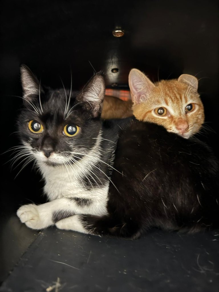 Tradtemeraria's tweet photo. Los han abandonado dentro de un transportín en la calle en #Gijón. Ahora están en el albergue de Serín esperando para ser adoptados. Son buenísimos, mimosos y guapos. Se dejan acariciar y coger. Si te interesa, escribe a adopciones@amigosdelperro.org . Se agradece difusión. https://t.co/v6KIWZWE7p