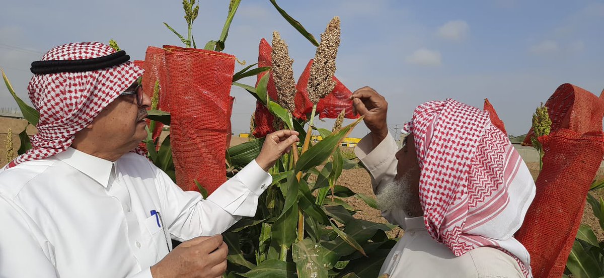 ICRISAT (@icrisat) on Twitter photo During a recent visit, the ICRISAT team aimed to assess the success of advanced sorghum fields as part of the <a href="/FAOSaudiArabia/">FAO Saudi Arabia</a> Project, which aims to boost Rainfed Cereals Production.
During this visit, Hassan Habibi, a proud farmer from the #Damad Governorate in the #Jazan During a recent visit, the ICRISAT team aimed to assess the success of advanced sorghum fields as part of the <a href="/FAOSaudiArabia/">FAO Saudi Arabia</a> Project, which aims to boost Rainfed Cereals Production.
During this visit, Hassan Habibi, a proud farmer from the #Damad Governorate in the #Jazan