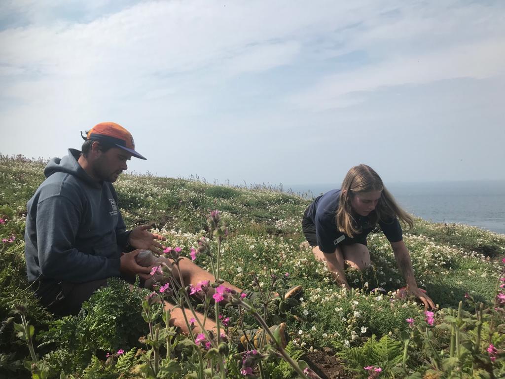 skomer_island's tweet image. Seabird Monitoring Volunteer applications close tomorrow at 23:59.

For your last chance to apply for 2024, check the full details on the roles and how to apply on our website: welshwildlife.org/volunteering-o…
