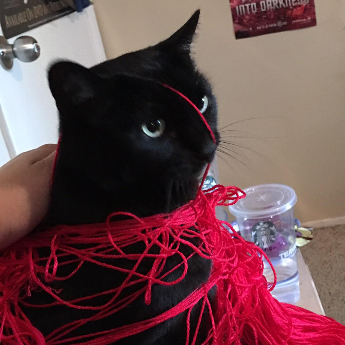 Melchior tweet media