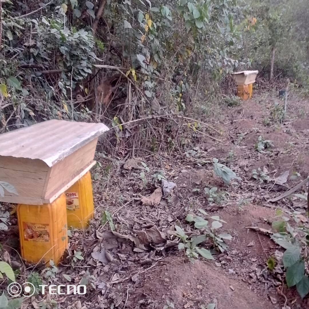 Alliance for Pangolin Conservation-Ghana tweet media