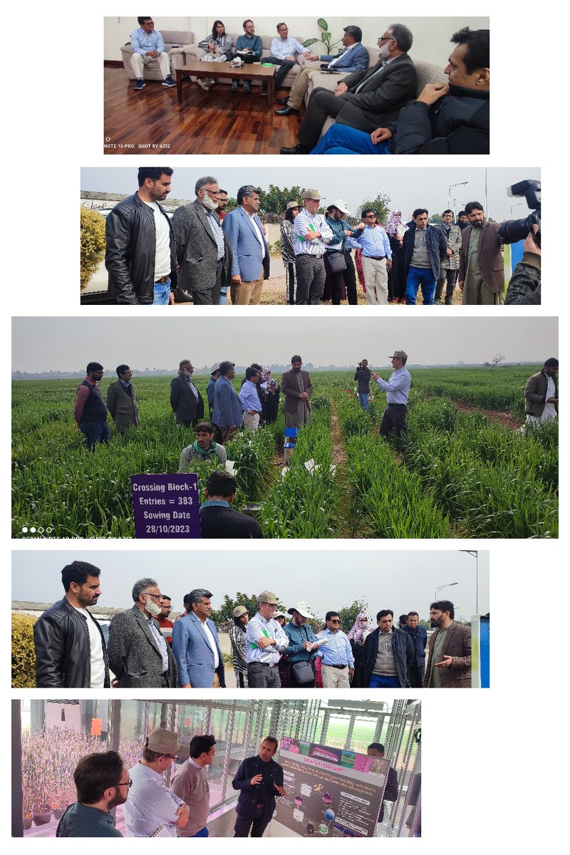 Abdulaziz59's tweet photo. Thrilled to host the Global Wheat Director/CIMMYT and his team  at CIMMYT/Pakistan office ISB 🌾 Engaging in insightful discussions with our brilliant wheat scientists. Together, we're sowing the seeds of innovation for a sustainable future. #WheatScience #CollaborationInAction" https://t.co/hhirtXvNck