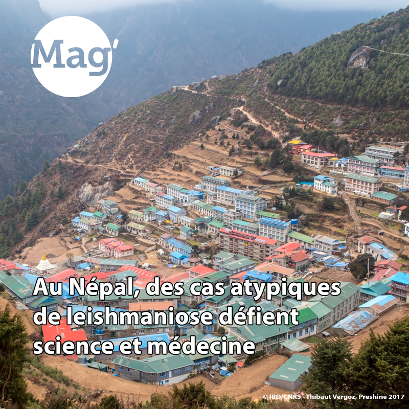 #IRDleMag'🗞️|👉 Les scientifiques #IRD et leurs partenaires 🇳🇵& 🇮🇳 travaillent sur une nouvelle forme de #leishmaniose apparue en altitude. Cette émergence de la maladie tropicale négligée pose des questions scientifiques & médicales complexes 🔗lemag.ird.fr/fr/au-nepal-de… #ODD3 #MNT