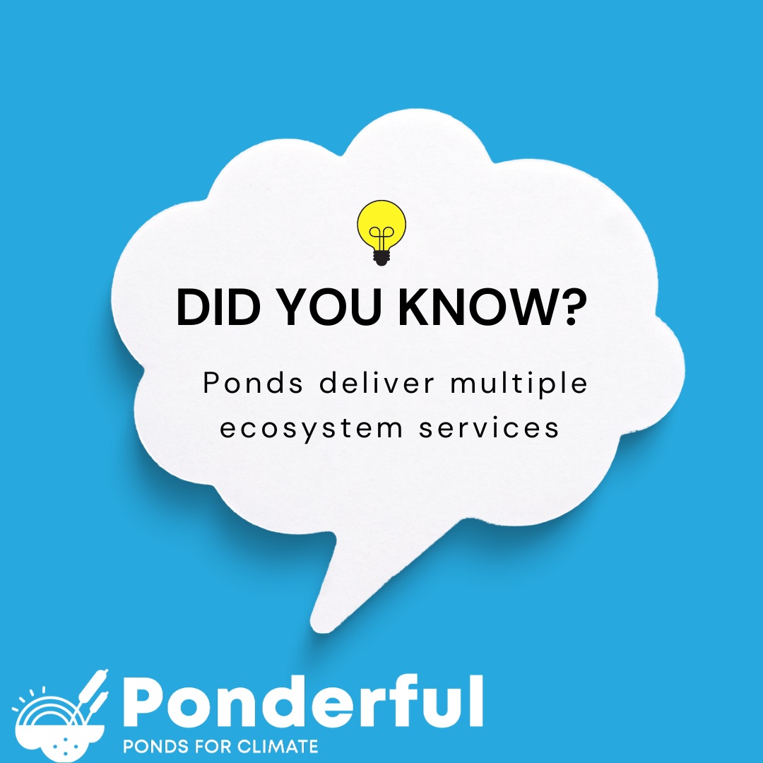 As we adapt to climate change, we need to look for nature-based solutions. Ponds can provide many benefits, from reducing flood risk and mitigating against water shortages to providing habitat for threatened species. Find out more about #PONDERFUL: ponderful.eu