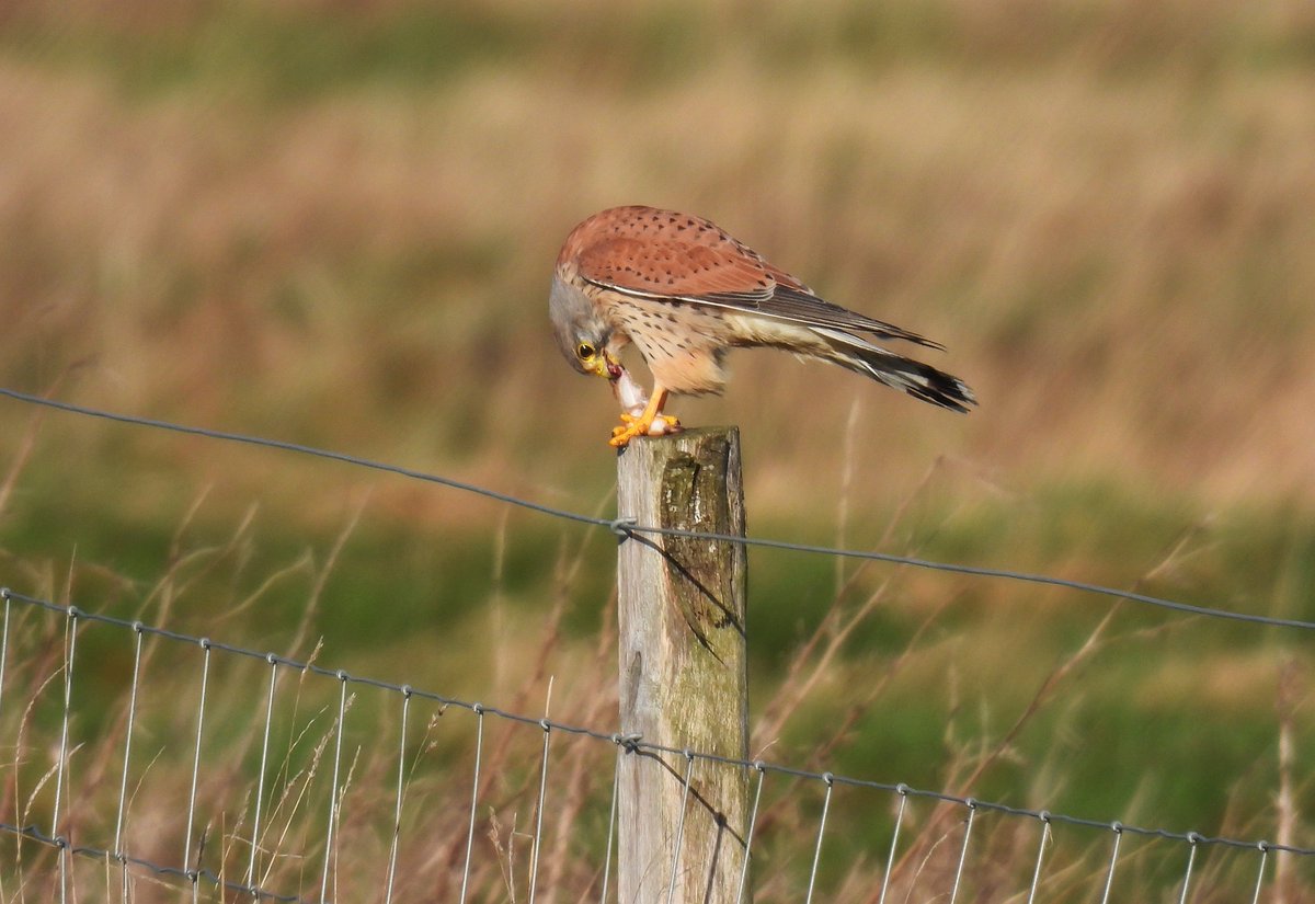 Success story, Kestrel loving the high tide mouse flush at Saul Warth. #GlosBirds