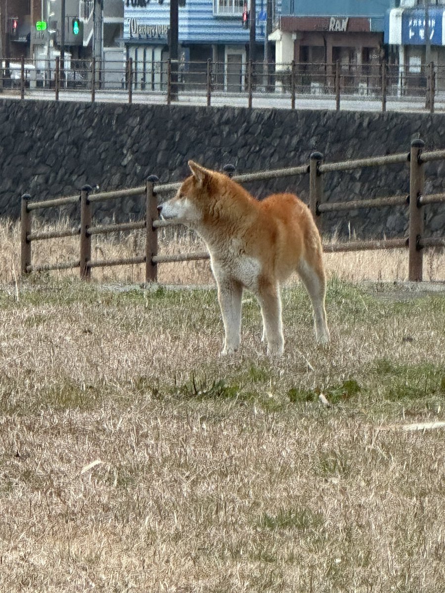 au75cd's tweet photo. 昨日今日、高見のスピナ横の川沿い(長崎街道一里塚)でこたつの姿を確認することができました。

若松区で脱走してから約2ヶ月、無事でいてくれてよかったですが、まだ捕獲はできていません。

朝6時ごろ、お散歩中のワンちゃんが集まってくると、こたつも来るようです。

#迷い犬 #柴犬   #北九州 https://t.co/vRqx83Jin9