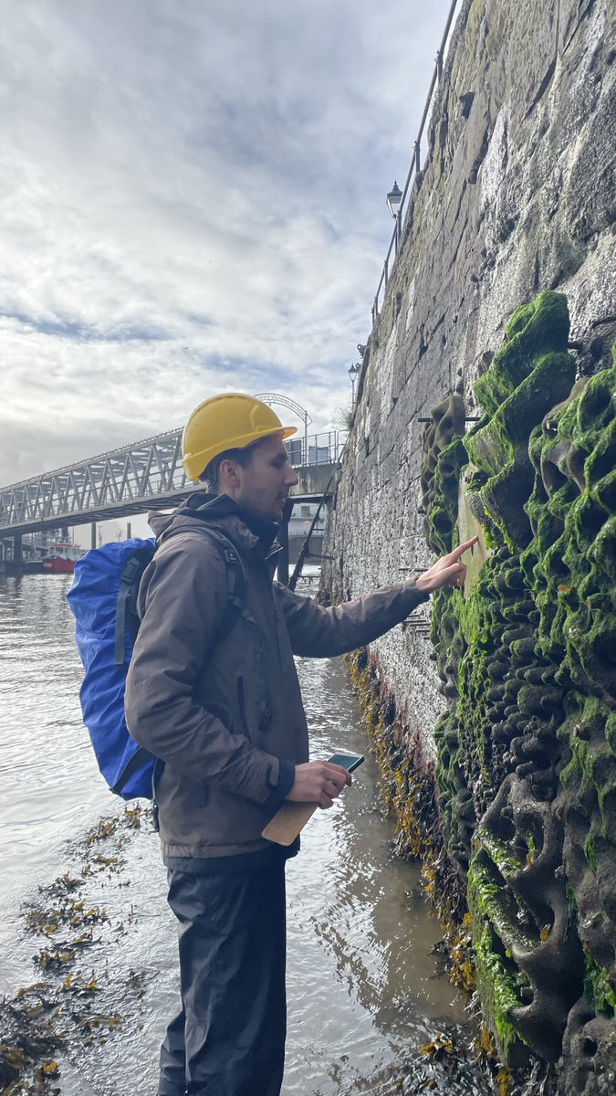 It wouldn't be a Living Seawalls in Plymouth survey day without a litter pick at the end!  If you see our funky yellow hard hats this week be sure to give us a wave!